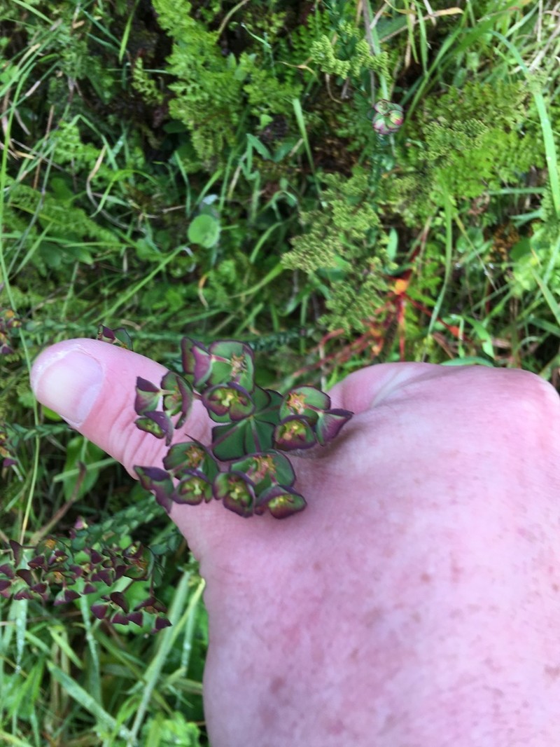Euphorbia genistoides photo 3