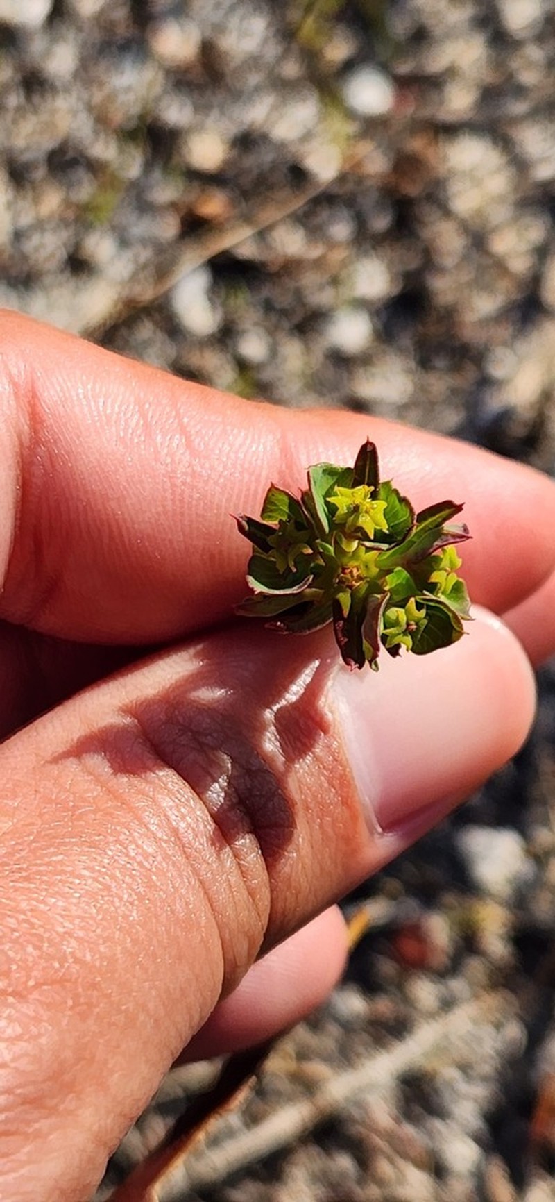 Euphorbia genistoides photo 4