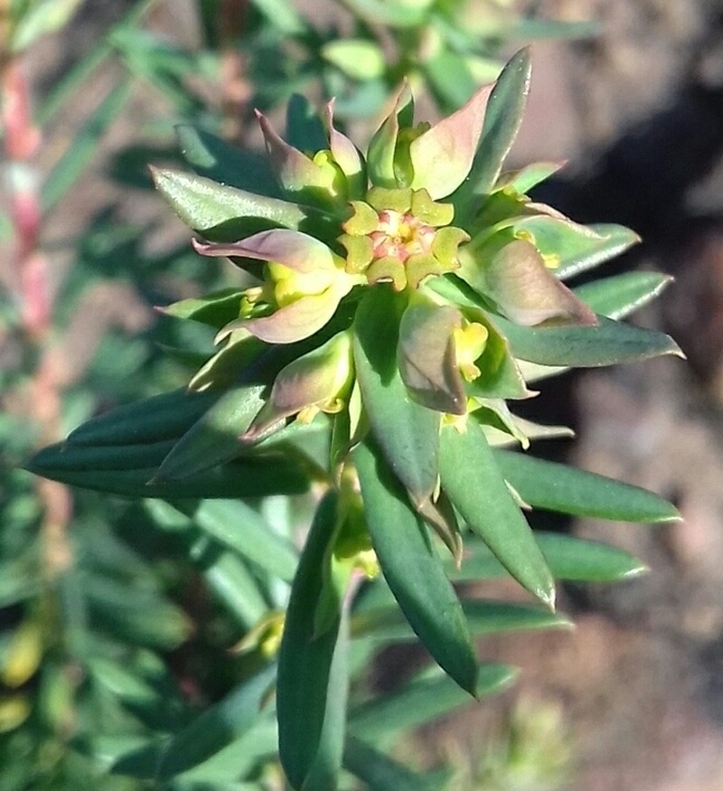 Euphorbia genistoides photo 5