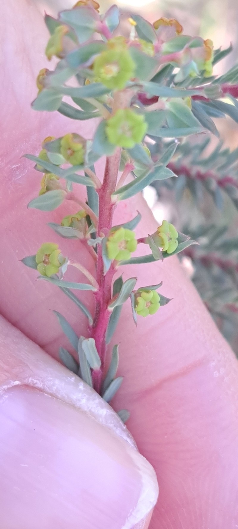 Euphorbia genistoides photo 6