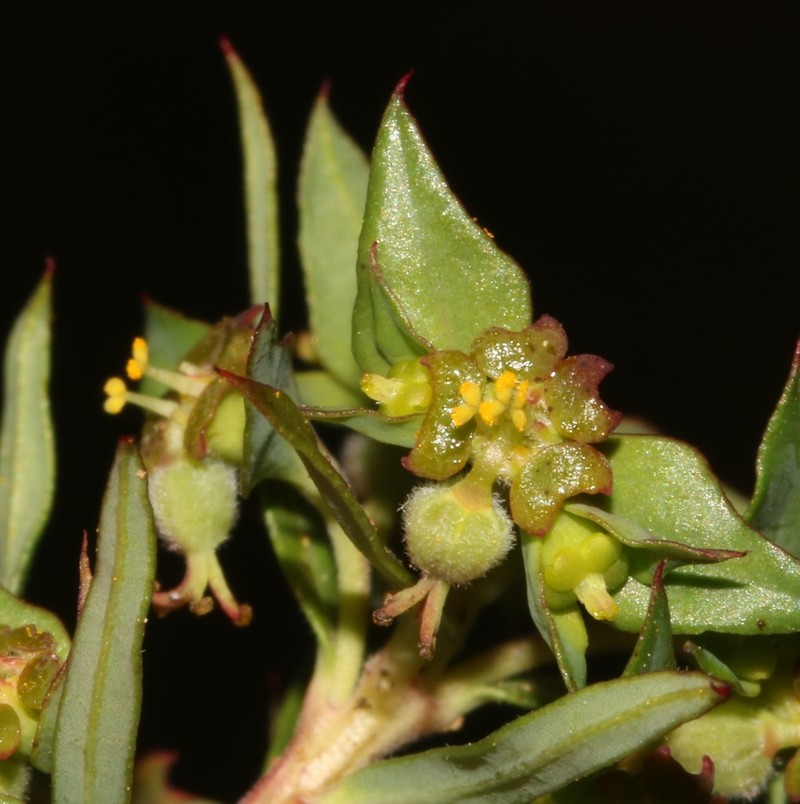 Euphorbia genistoides photo 7