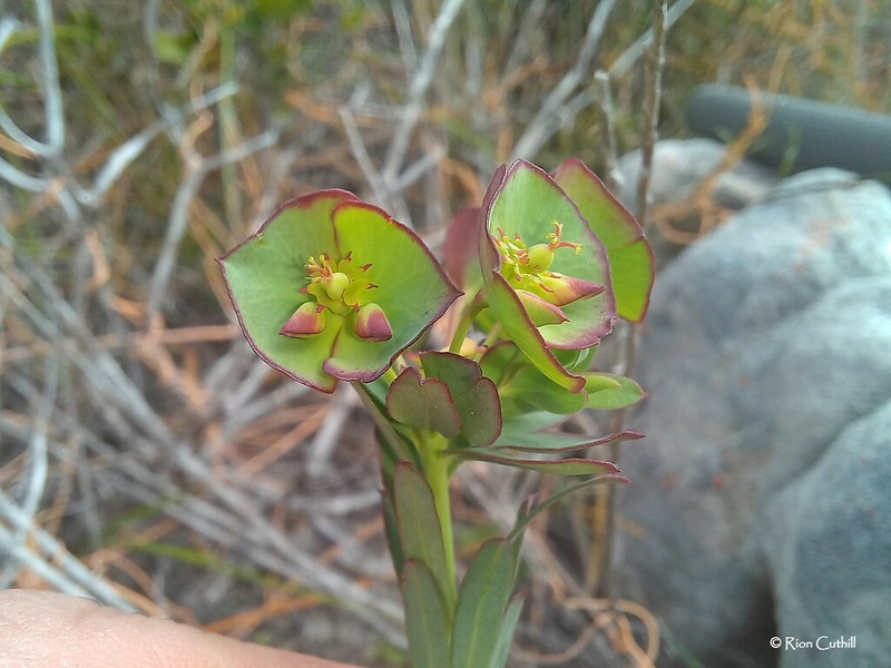 Euphorbia genistoides photo 8