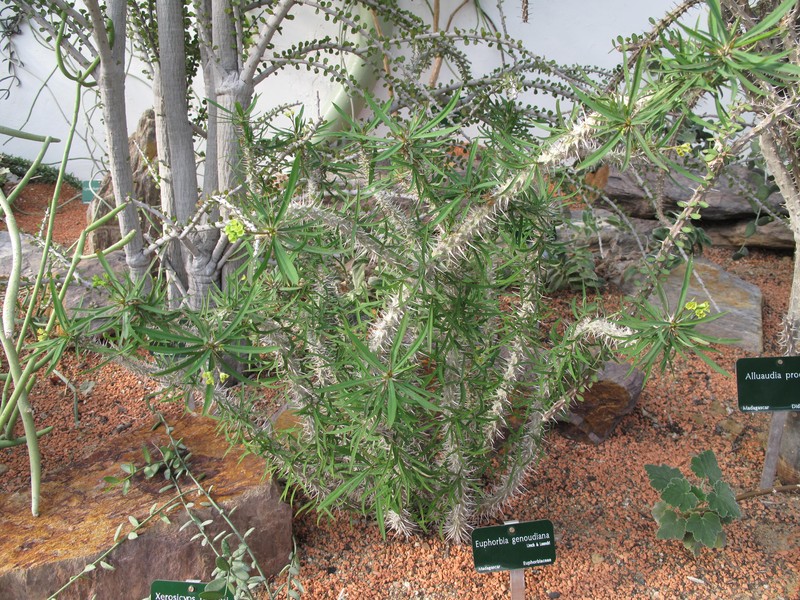Euphorbia genoudiana