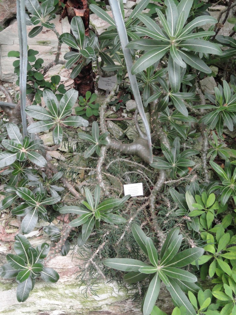 Euphorbia genoudiana photo 2
