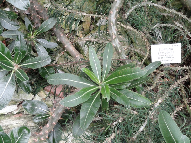 Euphorbia genoudiana photo 3