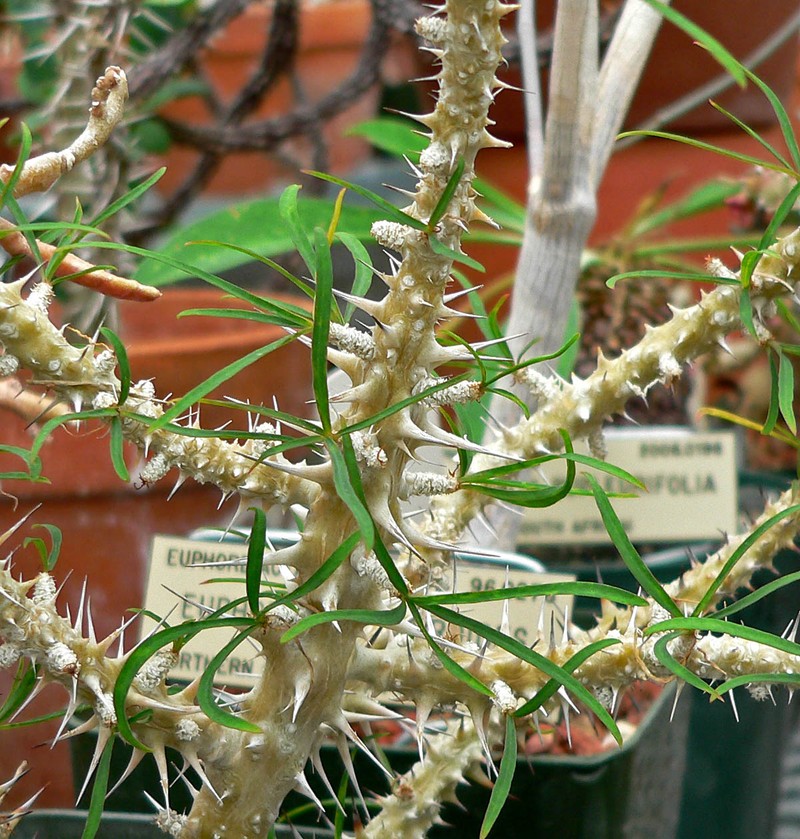 Euphorbia genoudiana photo 4