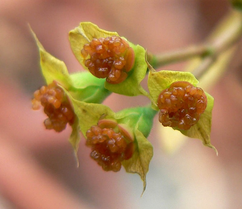 Euphorbia genoudiana photo 5