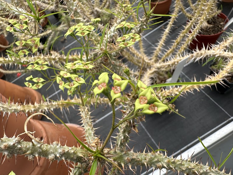 Euphorbia genoudiana photo 6