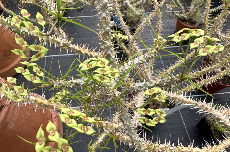 Euphorbia genoudiana photo 7