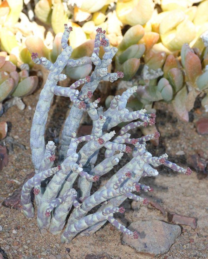 Euphorbia gentilis