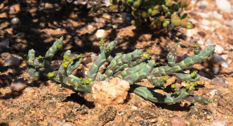 Euphorbia gentilis photo 2