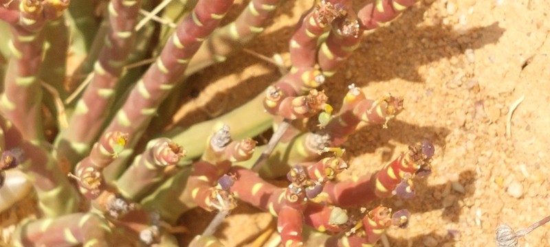 Euphorbia gentilis photo 3