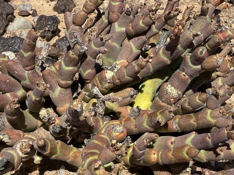 Euphorbia gentilis photo 4