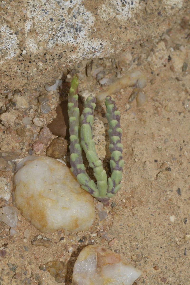 Euphorbia gentilis photo 5