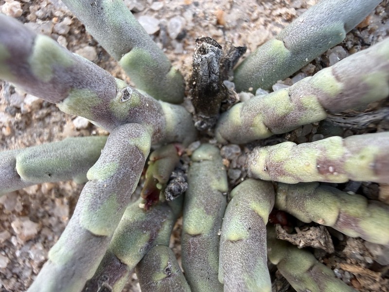 Euphorbia gentilis photo 6
