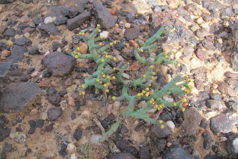 Euphorbia gentilis photo 7