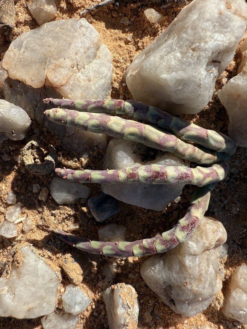 Euphorbia gentilis photo 8