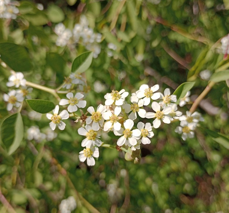 Euphorbia gentryi