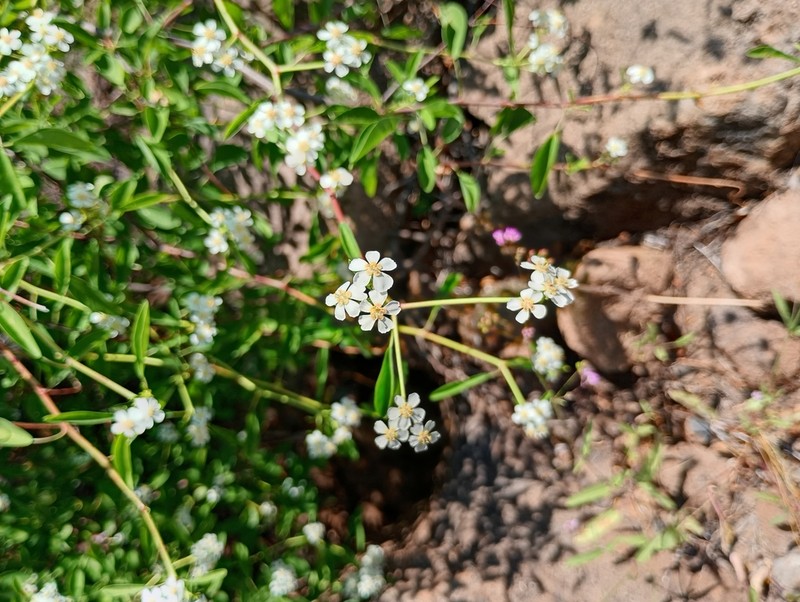 Euphorbia gentryi photo 2