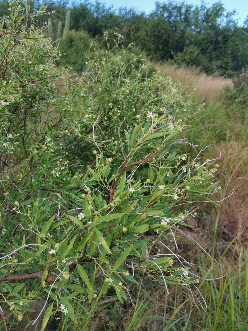Euphorbia gentryi photo 3