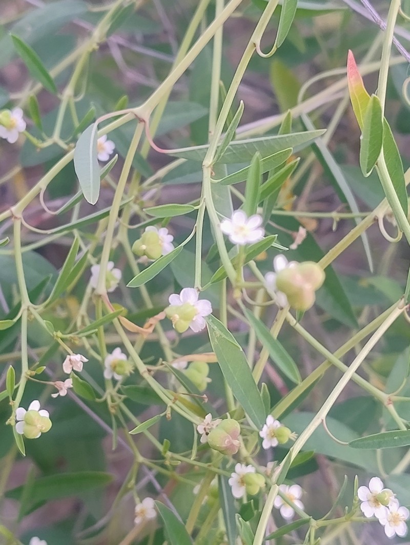 Euphorbia gentryi photo 4