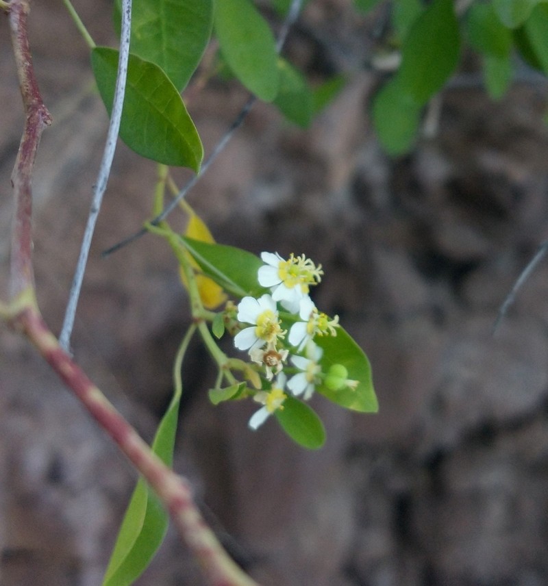 Euphorbia gentryi photo 5