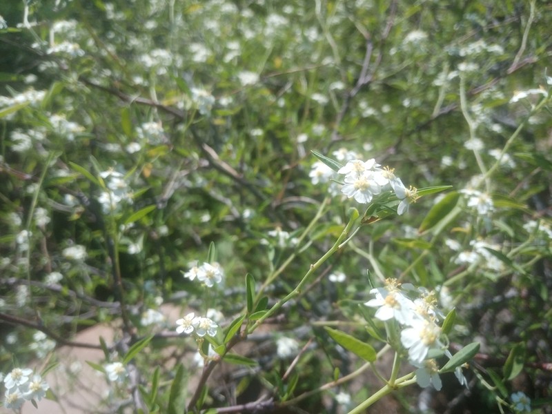 Euphorbia gentryi photo 7