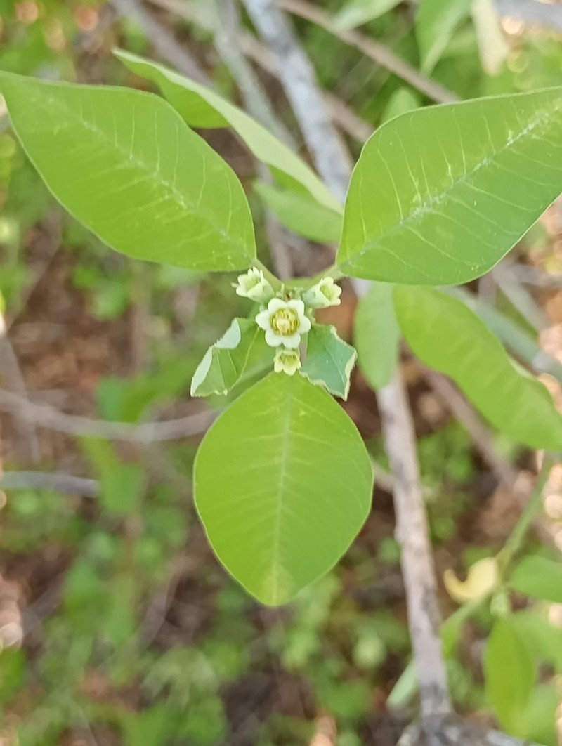 Euphorbia gentryi photo 8