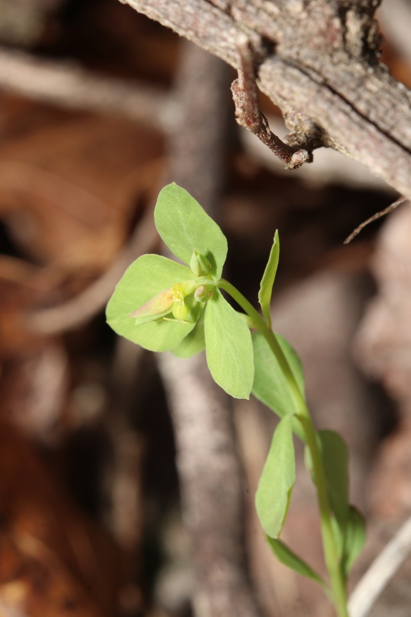Euphorbia georgiana