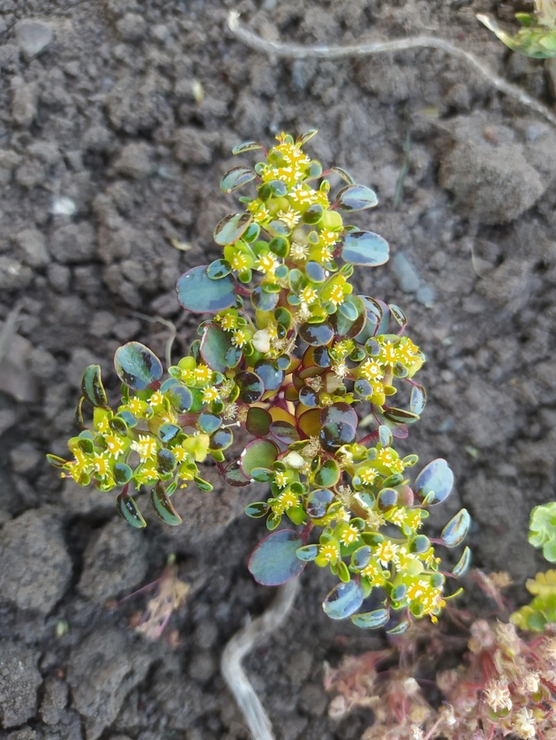 Euphorbia germainii photo 2