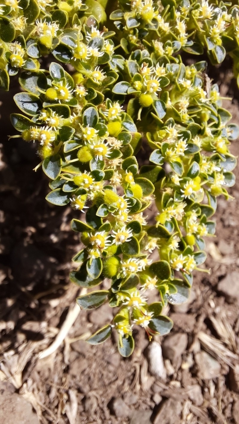 Euphorbia germainii photo 3