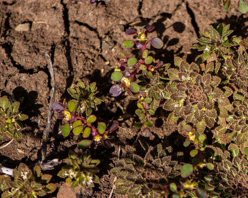 Euphorbia germainii photo 4