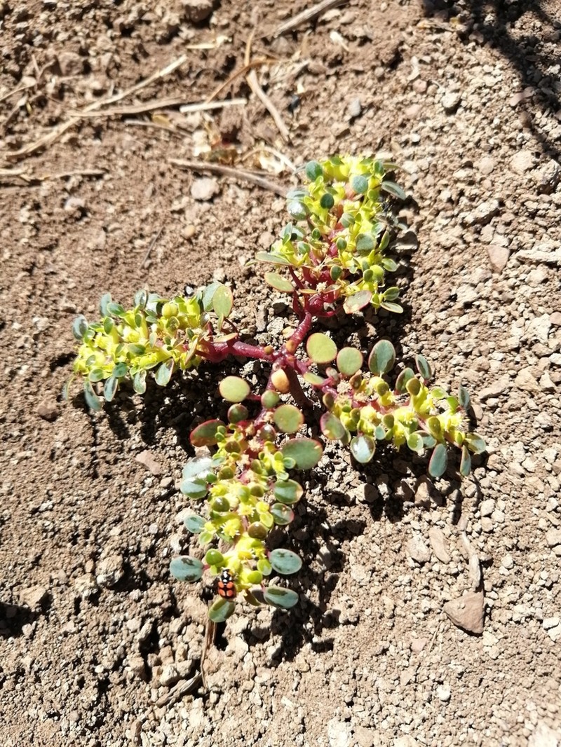 Euphorbia germainii photo 5