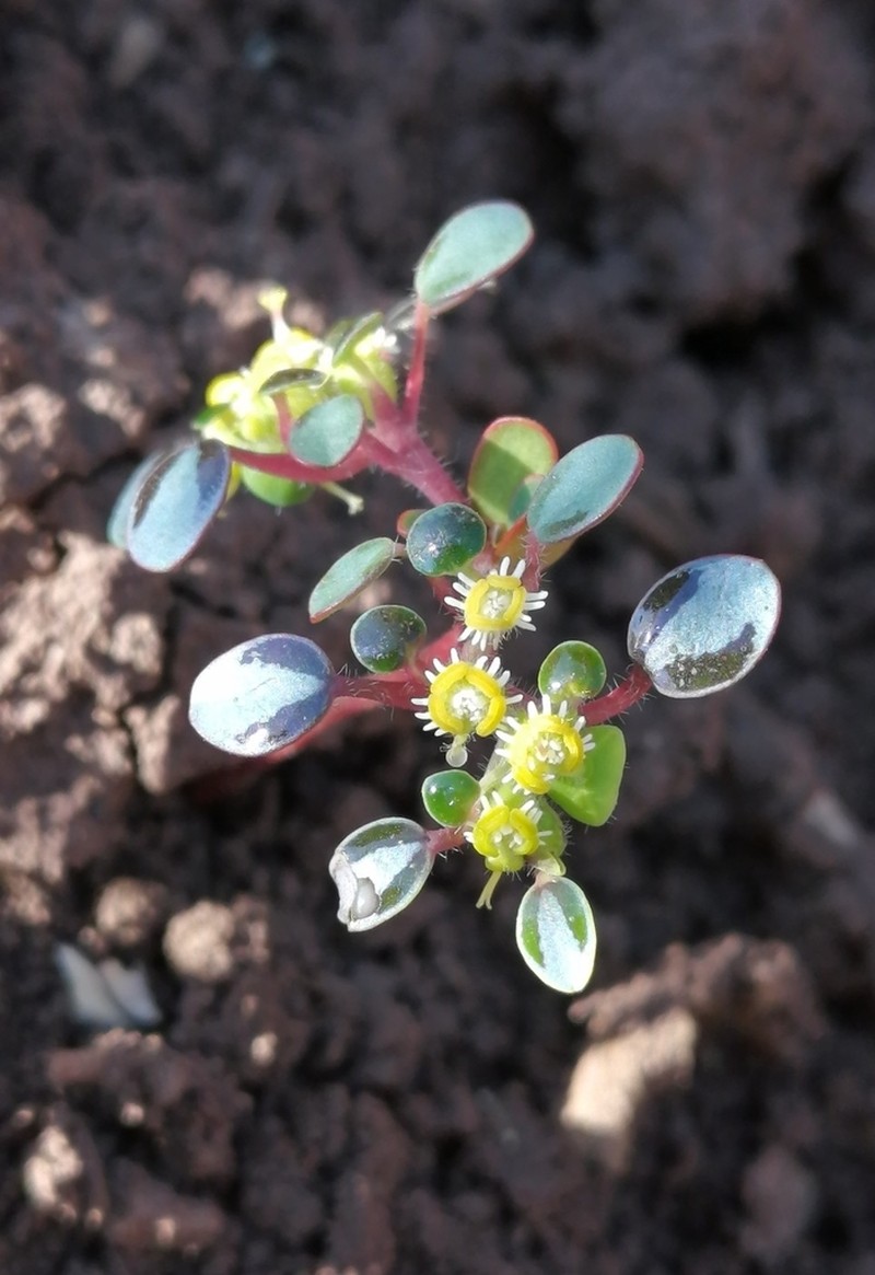 Euphorbia germainii photo 6
