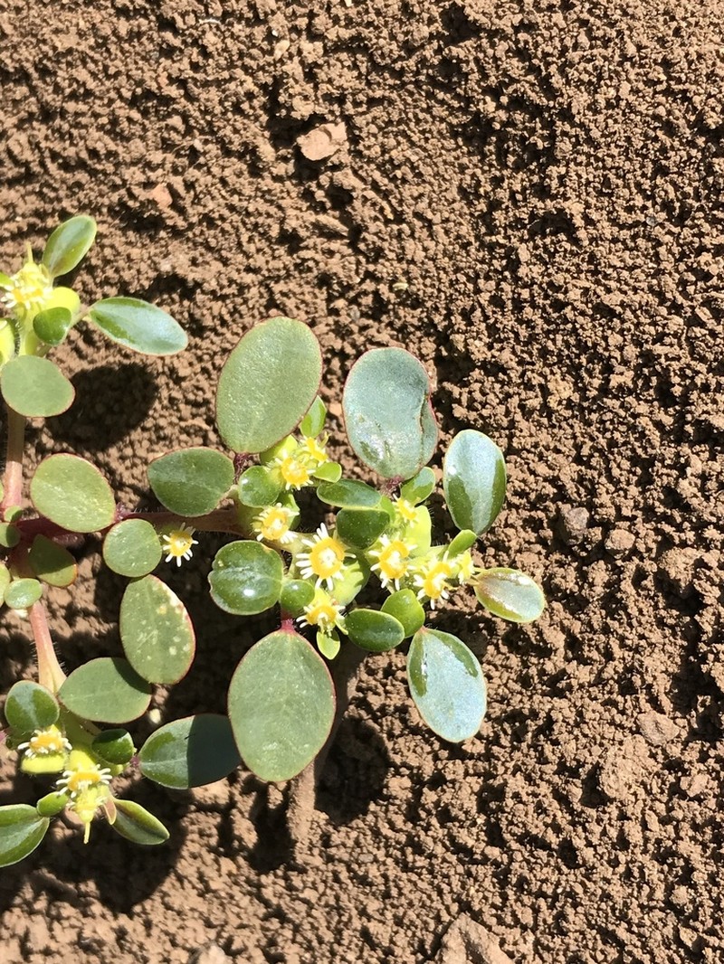 Euphorbia germainii photo 7