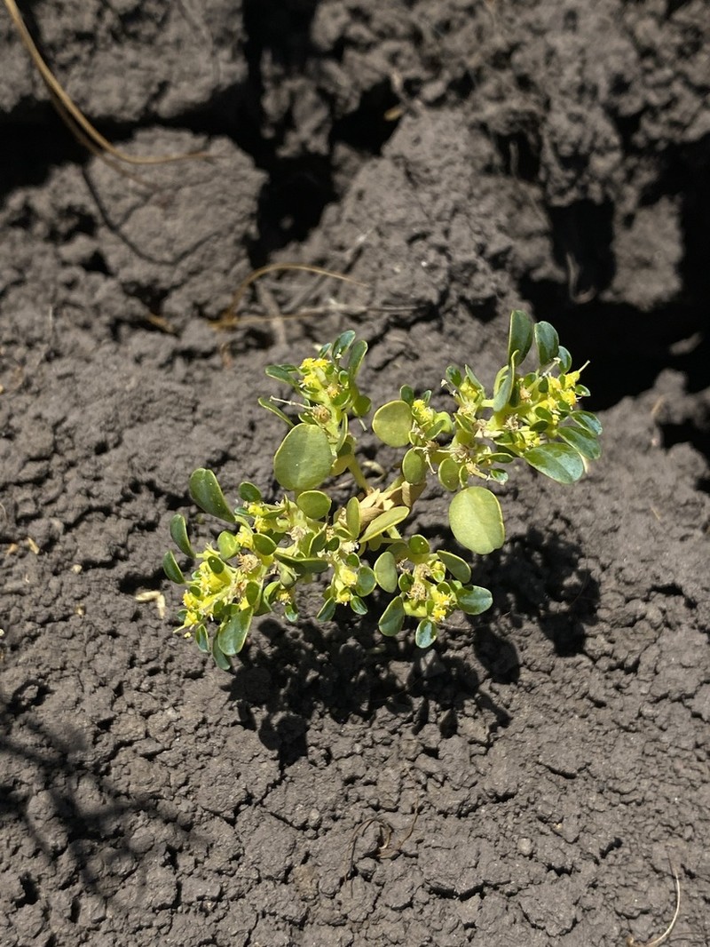 Euphorbia germainii photo 8