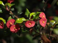 Euphorbia geroldii