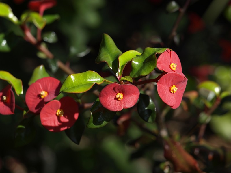 Euphorbia geroldii