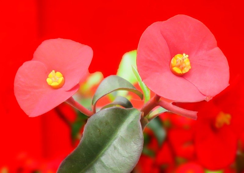 Euphorbia geroldii photo 2