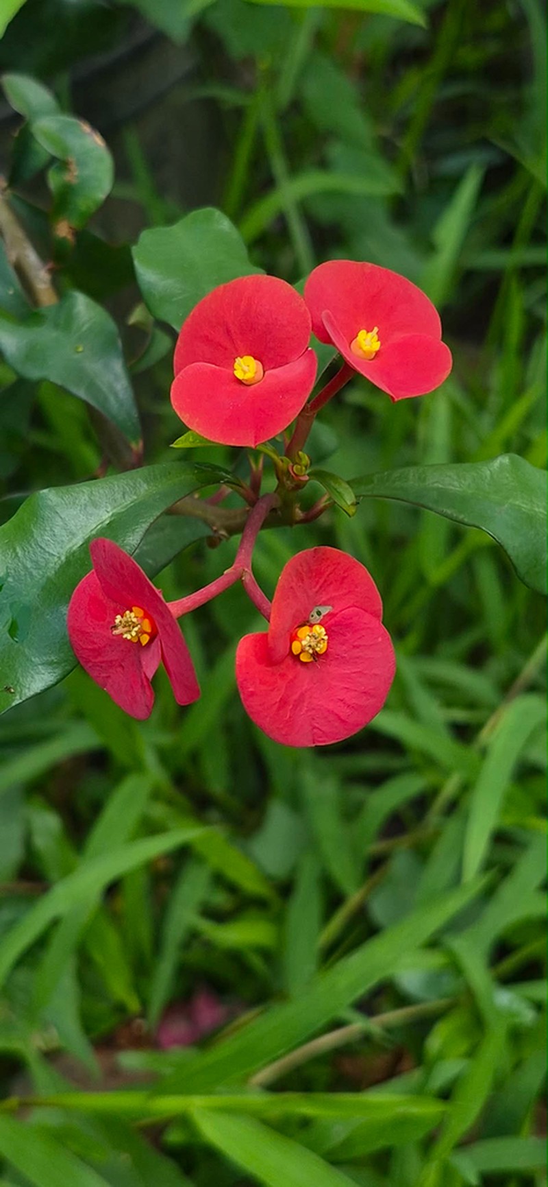 Euphorbia geroldii photo 3