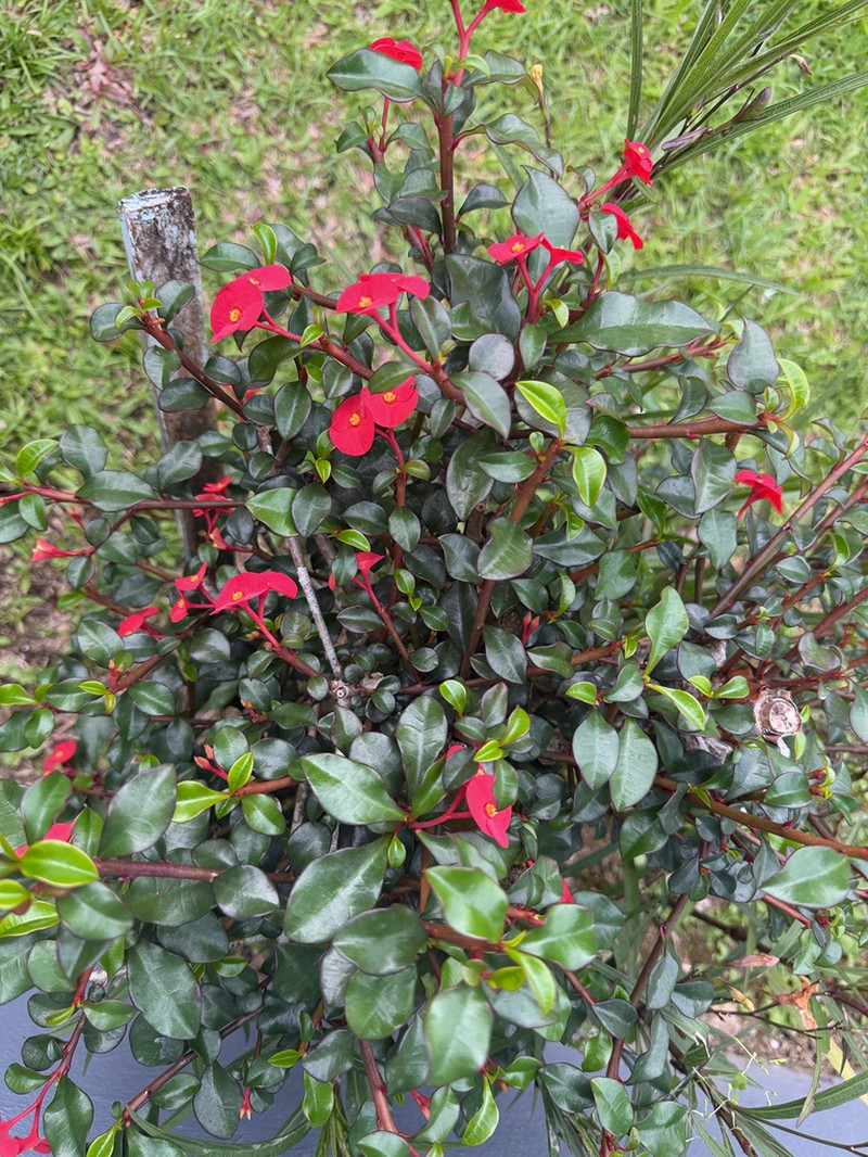 Euphorbia geroldii photo 4