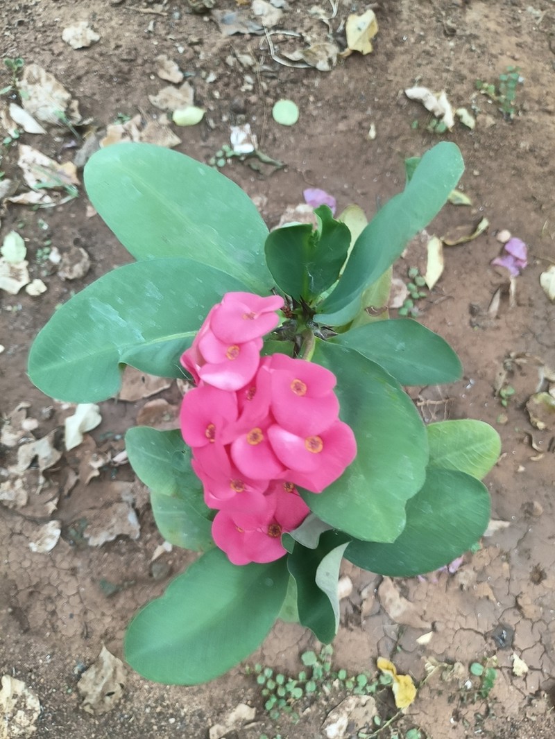 Euphorbia geroldii photo 5