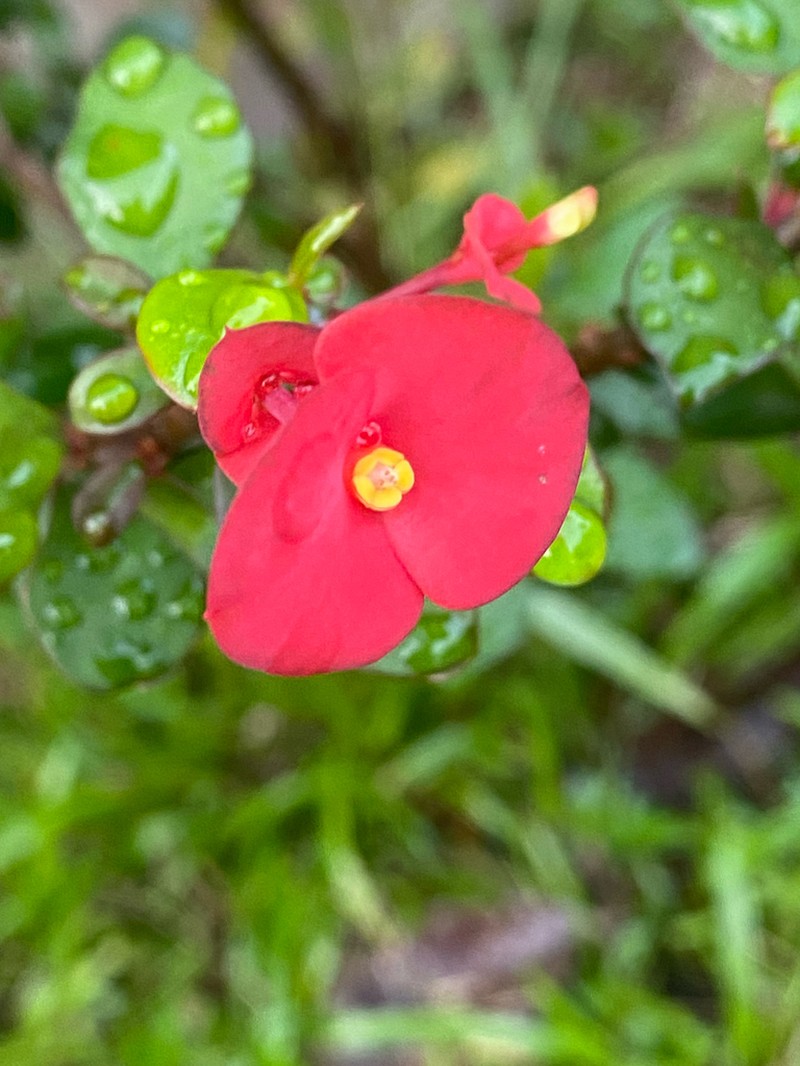 Euphorbia geroldii photo 6