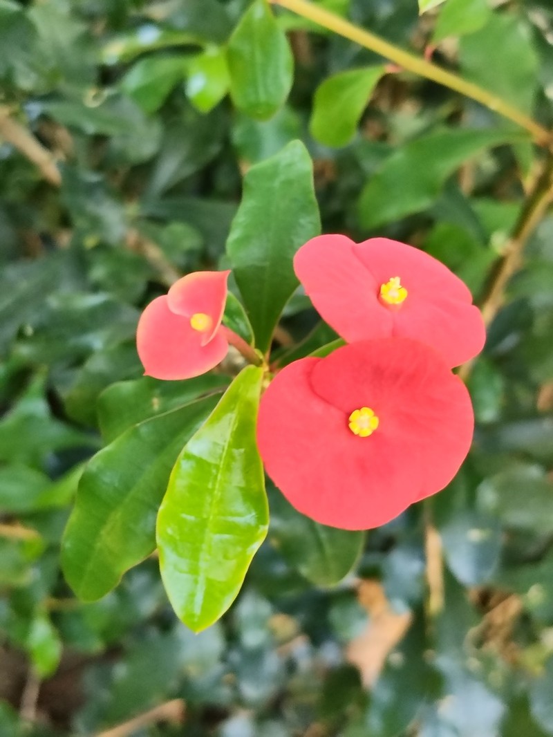 Euphorbia geroldii photo 7