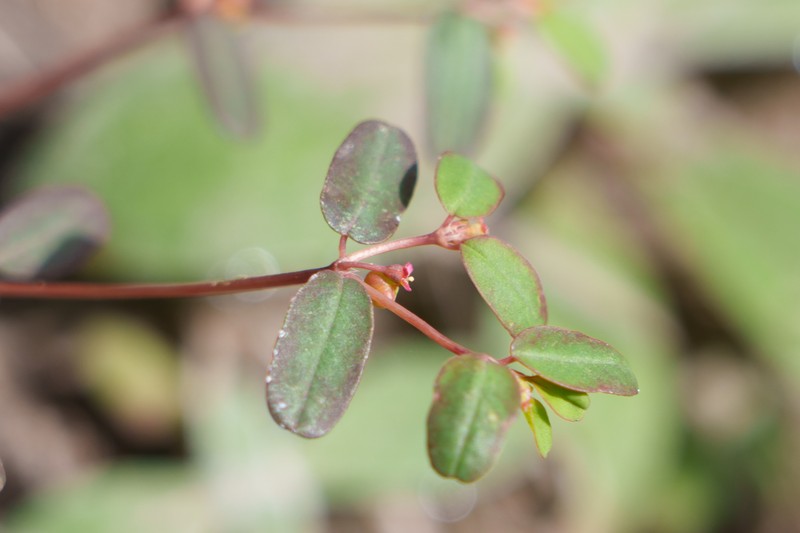 Euphorbia geyeri var. geyeri