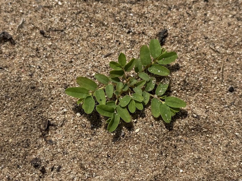 Euphorbia geyeri var. geyeri photo 2
