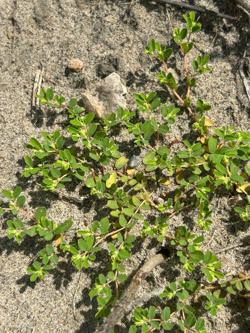 Euphorbia geyeri var. geyeri photo 3