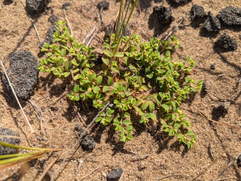 Euphorbia geyeri var. geyeri photo 4
