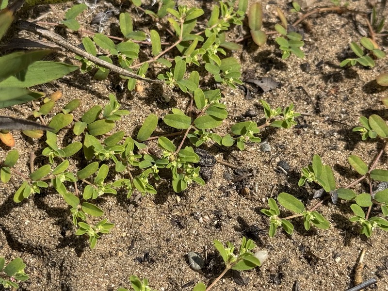 Euphorbia geyeri var. geyeri photo 5