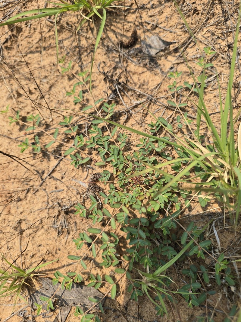 Euphorbia geyeri var. geyeri photo 6